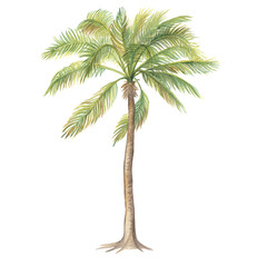 Watercolor illustration of a coconut palm.Isolated. Handmade work.