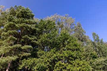 mixed forest with trees of different species in the summer season