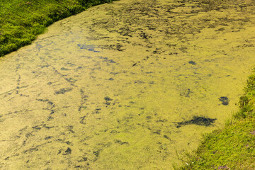 Swampy terrain with plants in summer