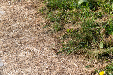 grass growing through the seams on the road tile