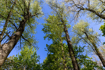 deciduous trees in the spring season in sunny weather