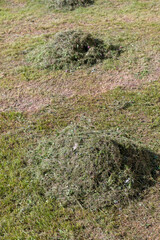 field with grass for harvesting fodder for cows