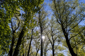 Obraz premium deciduous trees in the spring season in sunny weather