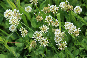 White creeping (Trifolium repens) clover grows in nature