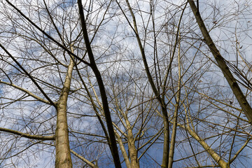 Obraz premium trees of different varieties in the spring season