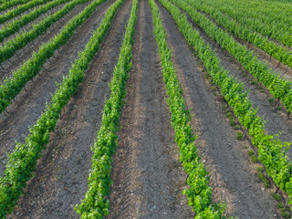 Fototapeta na wymiar Young vine. Rows of vineyard from above,aerial view.