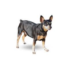 Miniature Pinscher isolated on white background