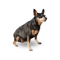 Miniature Pinscher (sit) isolated on white background