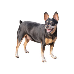 Miniature Pinscher isolated on transparent background