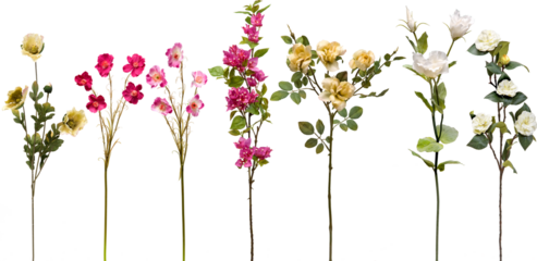 set of flowers on transparent background