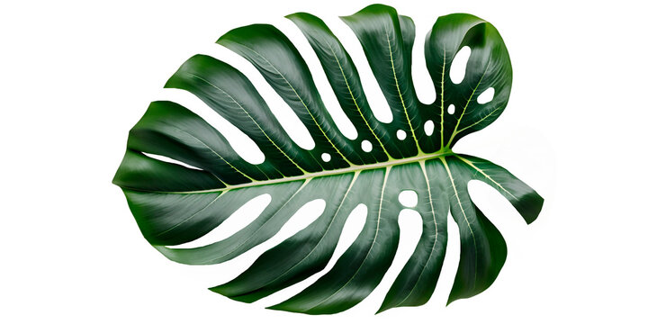 monstera, tropical, leaf, png, evergreen, flower, transparent background, ai generative