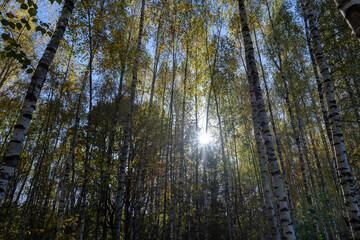 Obraz premium sunny autumn weather in the birch forest