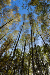 Autumn forest with a large number of birch trees