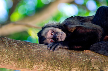 Capuchin monkey lying on a branch in the middle of the trees showing expressive peaceful face looking at camera