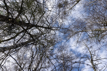 tall old birch during flowering and without foliage