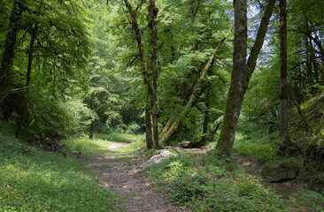 sentier dans la forêt au printemps pour randonner et profiter de la nature