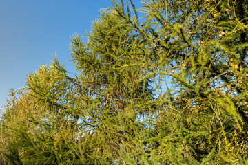 Spruce branches with green needles in sunny weather