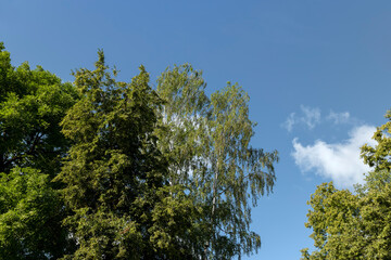 A variety of trees growing in the park