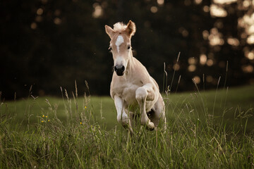 Fototapeta premium haflinger foal galloping on a meadow