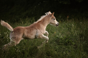 haflinger foal galloping on a meadow