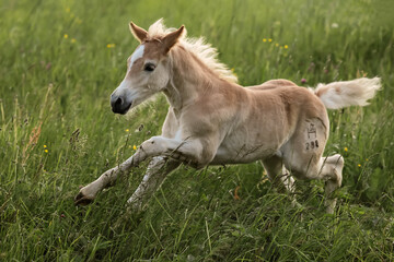 Naklejka na ściany i meble haflinger foal galloping on a meadow