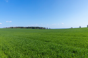 a field with green wheat sprouts in the spring season