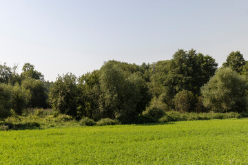 Fototapeta premium Deciduous trees with green foliage in summer