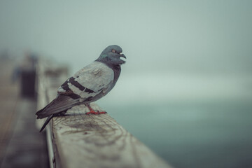 pigeon on a pier in the fog