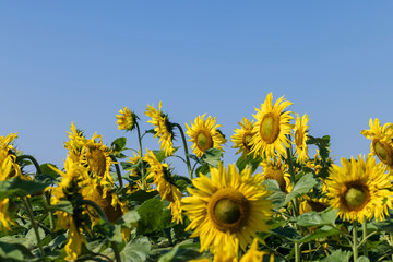 Sunflower field with flowers and bees