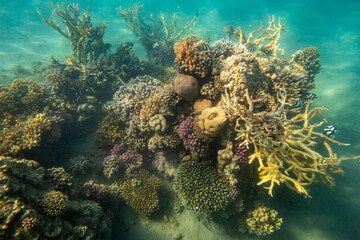 Naklejka na ściany i meble Beautiful Coral Reef Life Scene, Red Sea 