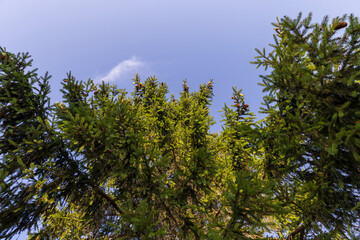 Obraz na płótnie Canvas Tall pine tree in summer