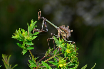 Conehead mantis // Haubenfangschrecke (Empusa fasciata) - Pinios-Delta, Greece