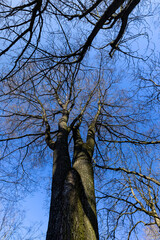 deciduous trees in the park in the early spring season