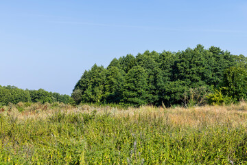 Fototapeta na wymiar Forest with different trees in summer