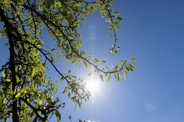 the first foliage on a blooming fruit pear