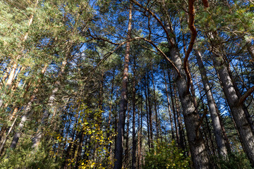 Coniferous pine tree with long needles