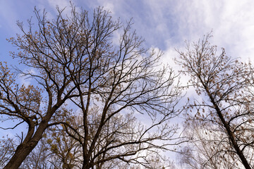 Tall deciduous trees in early spring without foliage