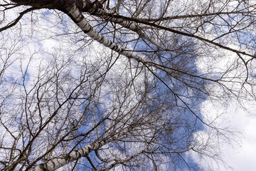 tall old birch during flowering and without foliage
