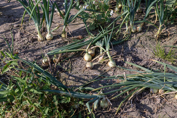 A field with a ripe onion harvest during the food harvest