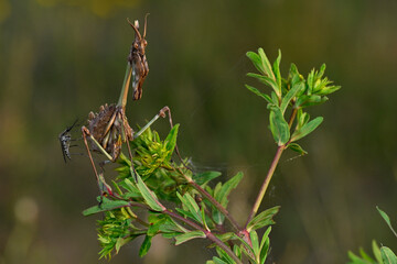 Haubenfangschrecke (Empusa fasciata) mit Stechmücke am Abdomen - Pinios-Delta, Greece