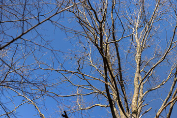 leafless trees in early spring in sunny weather