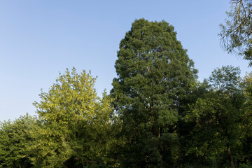 Different trees growing together in the forest