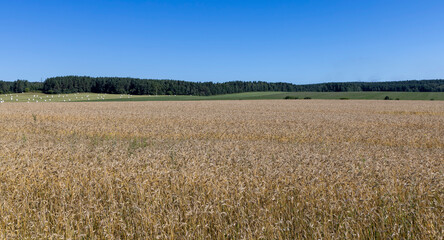 A field with cereals in the summer