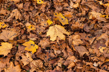 Autumn foliage on trees during its color change