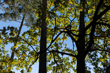 Oak tree in autumn leaf fall in sunny weather