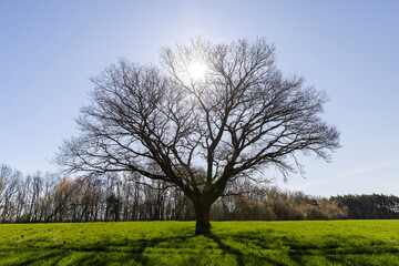 lonely growing oak without foliage in sunny weather