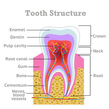 Teeth structure. Tooth diagram, Parts, crown, neck, root. Enamel, dentin, cementum, pulp cavity. Colored anatomy. Dental, gingiva, gum, blood vessels, bone. Explanations. Molar, premolar. Vector