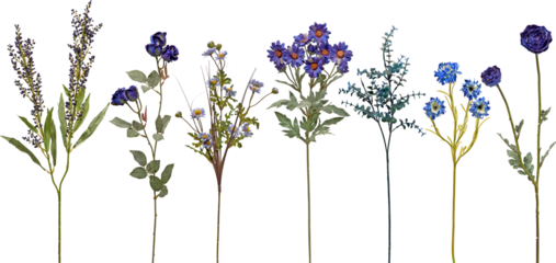 set of flowers on transparent background