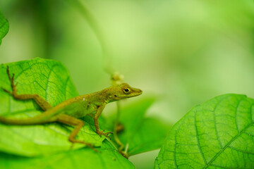Lizard on leaf.