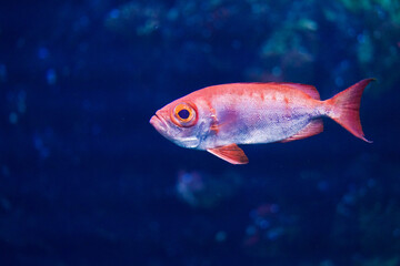 Fish in aquarium.